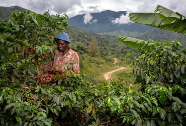 Joseph Kirimbwa, un fermier de 33 ans, membre du programme de commerce équitable AAA mis en place par Nespresso pour améliorer le rendement et la qualité du café produit dans la région du Rwenzori, à l'ouest de l'Ouganda, récolte des cerises de café dans sa plantation située à Mbata, un petit village situé au nord du Rwenzori, le 28 mars 2019. 

/

Joseph Kirimbwa, a 33 years old farmer member of the Nespresso Fair Trade AAA program to improve the yield and quality of coffee produced in the Rwenzori region of western Uganda, is harvesting coffee cherries in his coffee plantation in Mbata, a small village north of Rwenzori on March 28th, 2019.